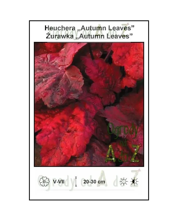 Heuchera-Autumn-Leaves.jpg Heuchera-Autumn-Leaves.jpg