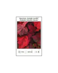 Heuchera-Autumn-Leaves.jpg Heuchera-Autumn-Leaves.jpg