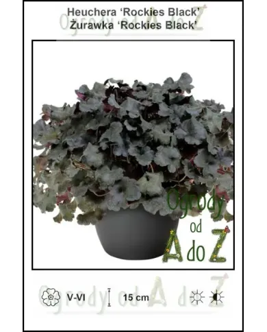 Heuchera-Rockies-Black.jpg Heuchera-Rockies-Black.jpg