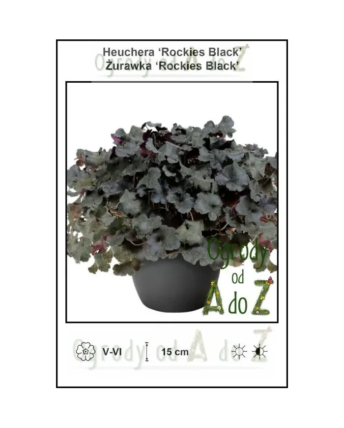 Heuchera-Rockies-Black.jpg