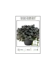 Heuchera-Rockies-Black.jpg