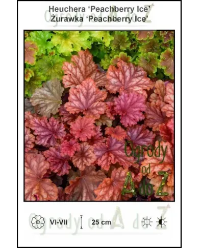 Heuchera-Peachberry-Ice.jpg Heuchera-Peachberry-Ice.jpg