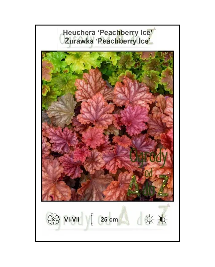 Heuchera-Peachberry-Ice.jpg