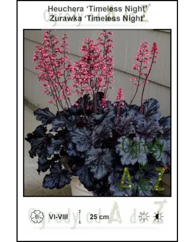 Heuchera-Timeless-Night.jpg Heuchera-Timeless-Night.jpg