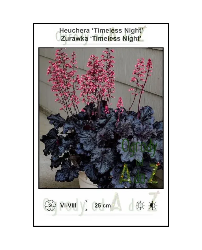 Heuchera-Timeless-Night.jpg