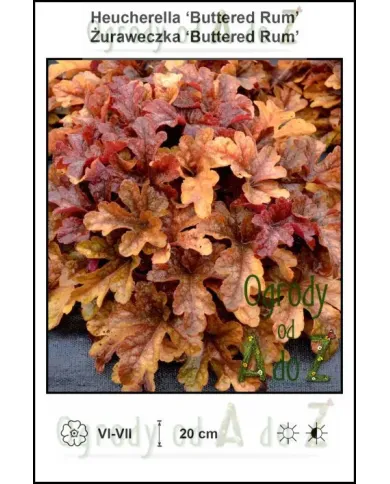 Heucherella-Buttered-Rum.jpg Heucherella-Buttered-Rum.jpg