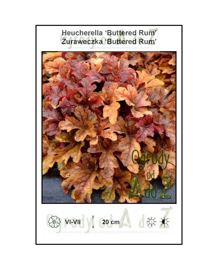 Heucherella-Buttered-Rum.jpg