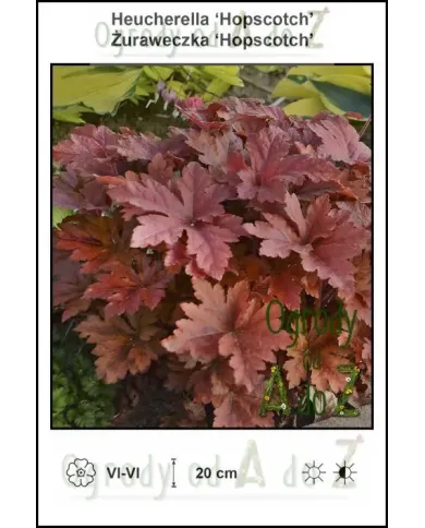 Heucherella-Hopscotch.jpg Heucherella-Hopscotch.jpg