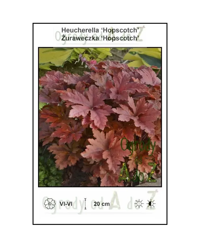 Heucherella-Hopscotch.jpg