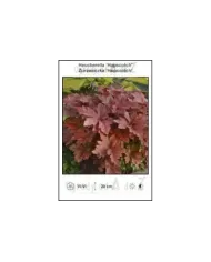 Heucherella-Hopscotch.jpg
