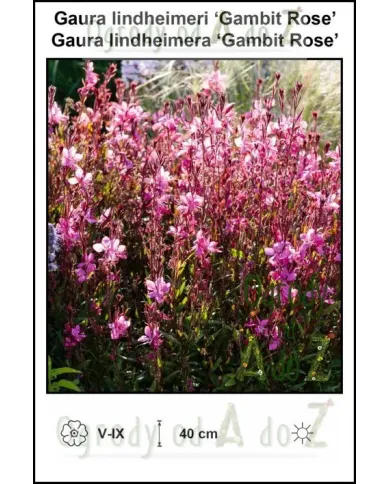 Gaura-lindheimeri-Gambit-Rose.jpg