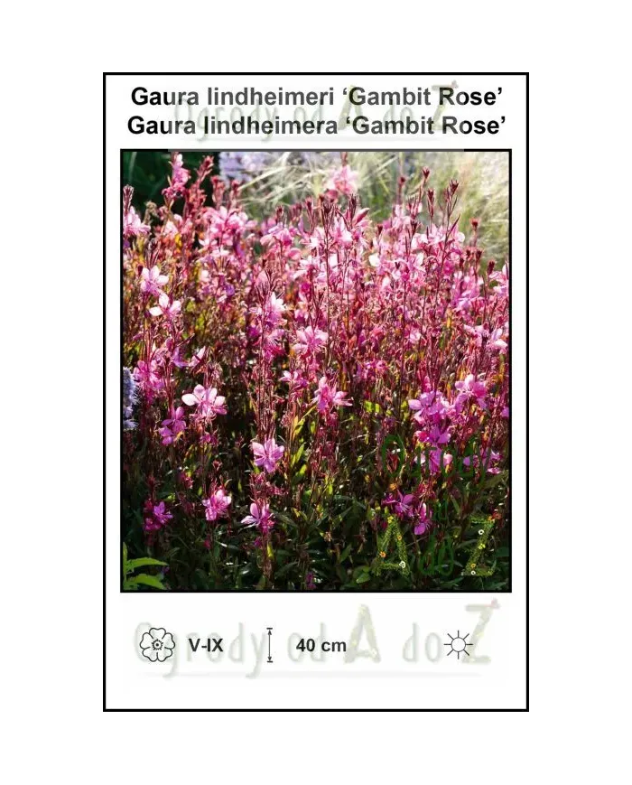 Gaura-lindheimeri-Gambit-Rose.jpg