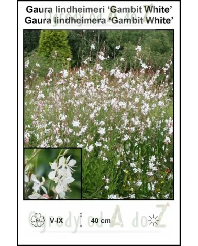 Gaura-lindheimeri-Gambit-White.jpg