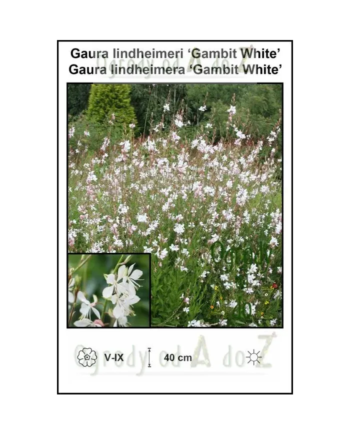 Gaura-lindheimeri-Gambit-White.jpg