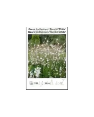 Gaura-lindheimeri-Gambit-White.jpg