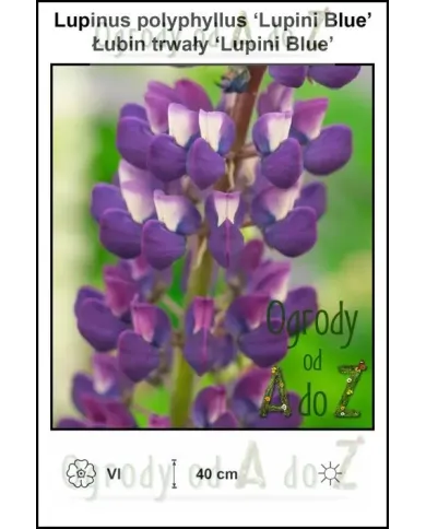 Lupinus-polyphyllus-Lupini-Blue.jpg