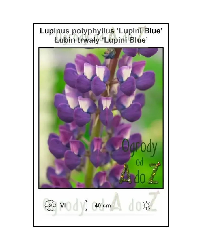 Lupinus-polyphyllus-Lupini-Blue.jpg