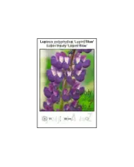 Lupinus-polyphyllus-Lupini-Blue.jpg