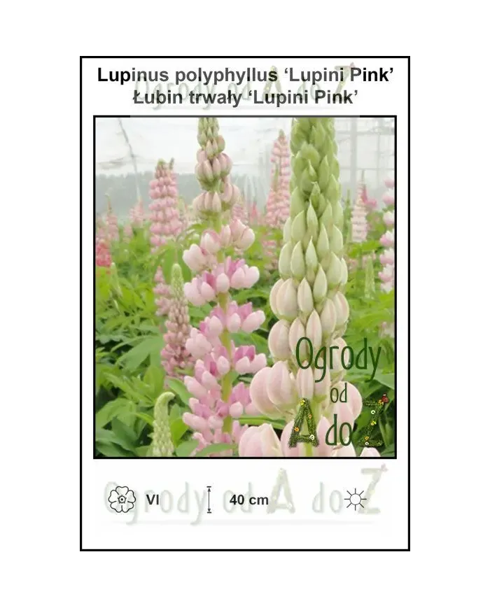 Lupinus-polyphyllus-Lupini-Pink.jpg