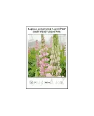Lupinus-polyphyllus-Lupini-Pink.jpg