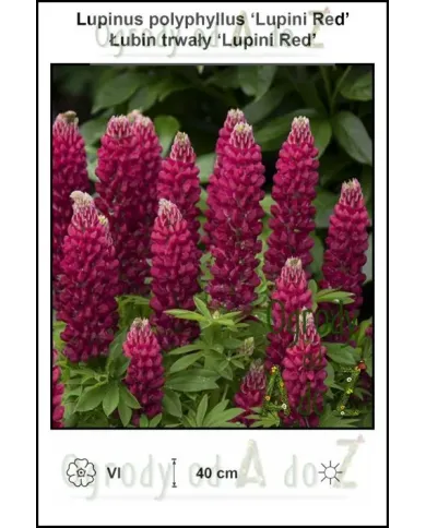 Lupinus-polyphyllus-Lupini-Red.jpg