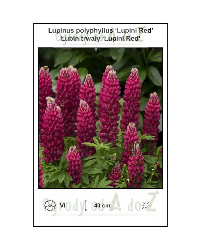 Lupinus-polyphyllus-Lupini-Red.jpg