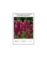 Lupinus-polyphyllus-Lupini-Red.jpg
