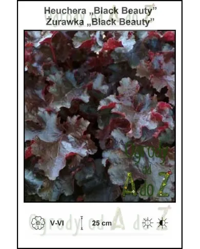 Heuchera-Black-Beauty.jpg Heuchera-Black-Beauty.jpg