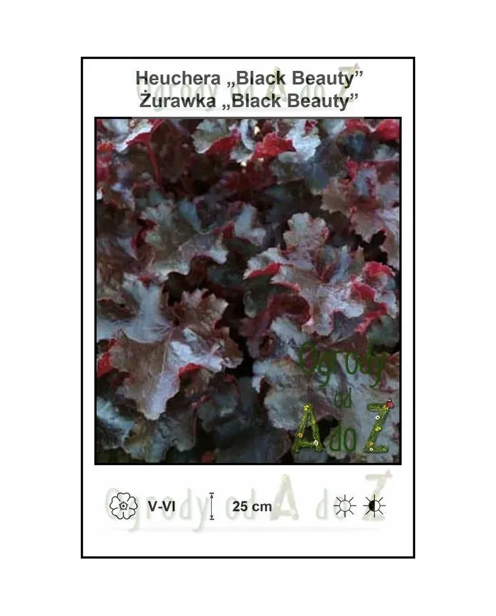 Heuchera-Black-Beauty.jpg Heuchera-Black-Beauty.jpg