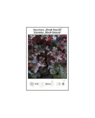 Heuchera-Black-Beauty.jpg