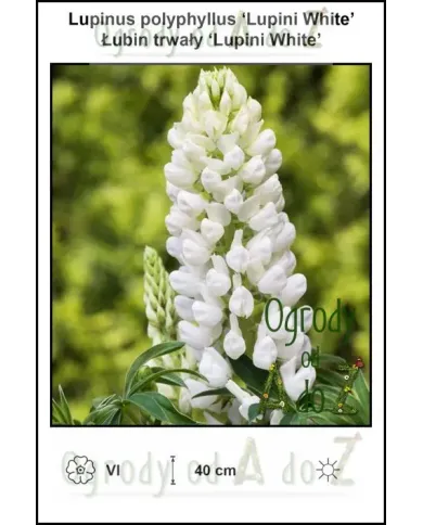Lupinus-polyphyllus-Lupini-White.jpg