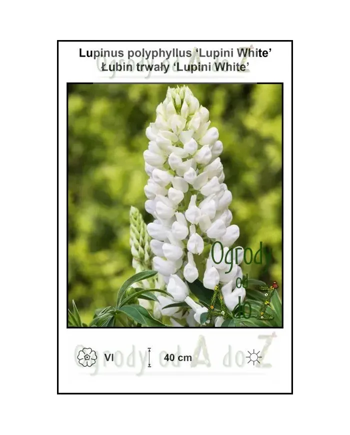Lupinus-polyphyllus-Lupini-White.jpg