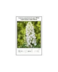 Lupinus-polyphyllus-Lupini-White.jpg