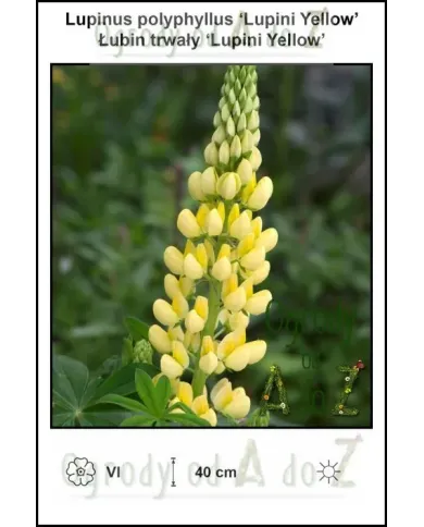 Lupinus-polyphyllus-Lupini-Yellow.jpg
