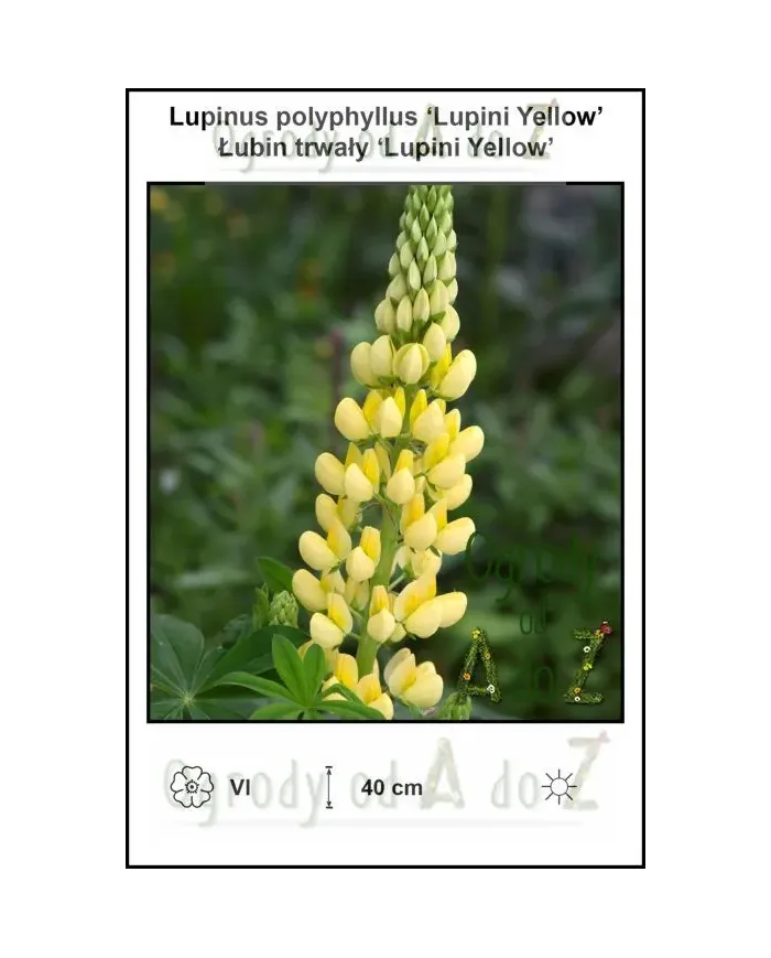 Lupinus-polyphyllus-Lupini-Yellow.jpg