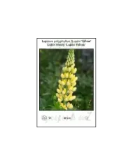 Lupinus-polyphyllus-Lupini-Yellow.jpg