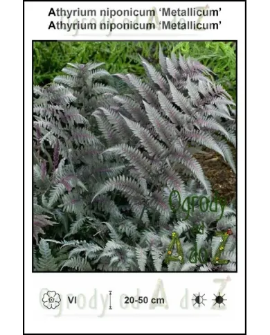 Athyrium-niponicum-Metallicum.jpg
