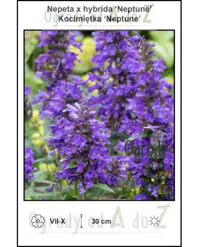 Nepeta-x-hybrida-Neptune.jpg