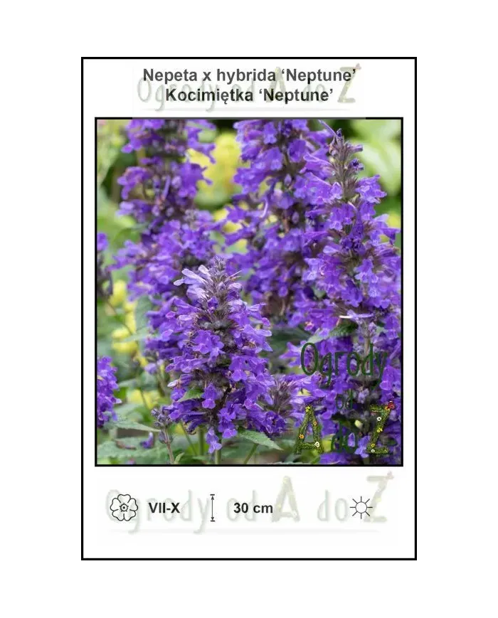 Nepeta-x-hybrida-Neptune.jpg