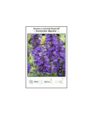 Nepeta-x-hybrida-Neptune.jpg