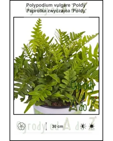 Polypodium-vulgare-Poldy.jpg