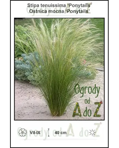 Stipa-tenuissima-Ponytails.jpg