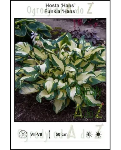 Hosta-Hans.jpg