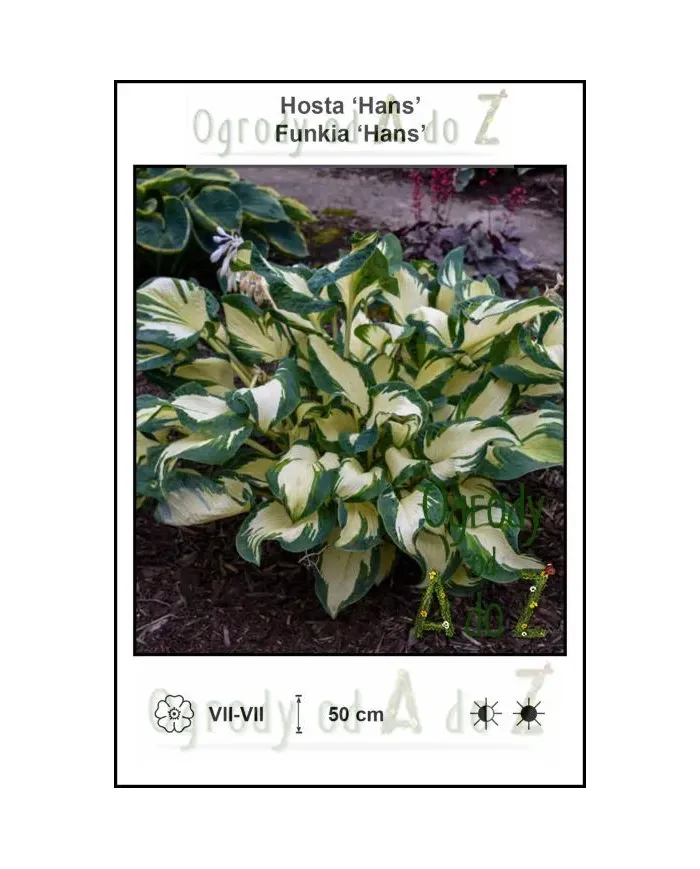 Hosta-Hans.jpg