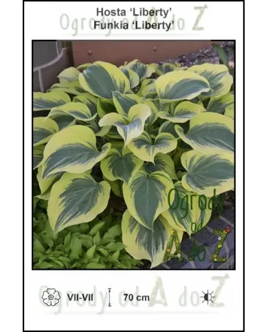 Hosta-Liberty.jpg