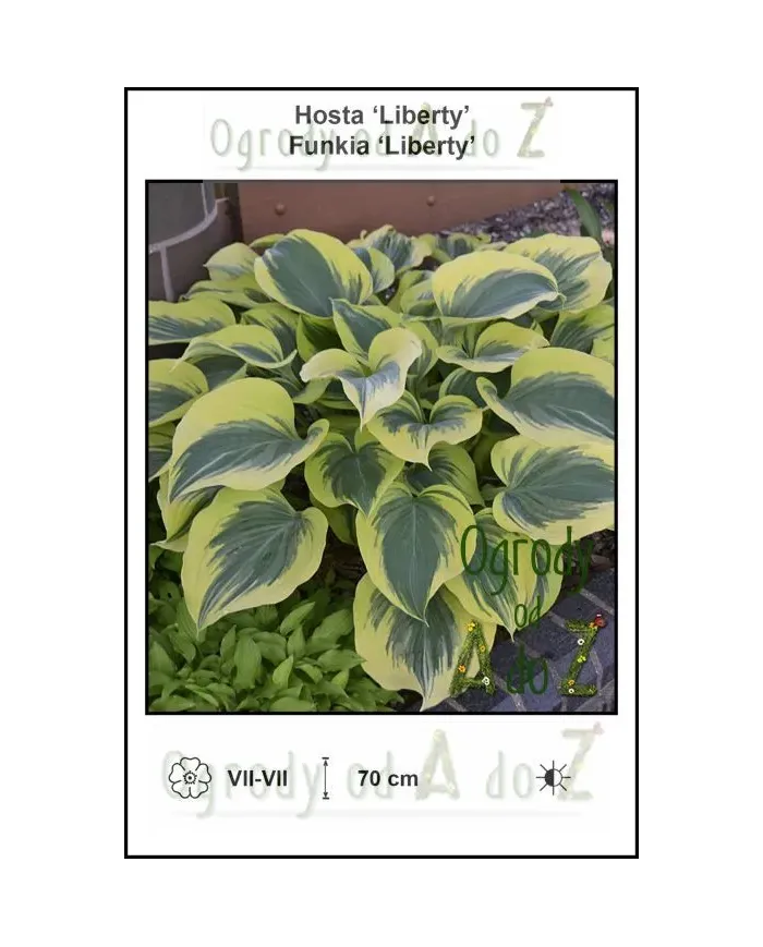 Hosta-Liberty.jpg