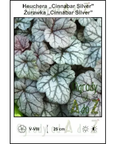 Heuchera-Cinnabar-Silver.jpg Heuchera-Cinnabar-Silver.jpg