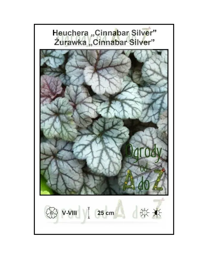 Heuchera-Cinnabar-Silver.jpg Heuchera-Cinnabar-Silver.jpg
