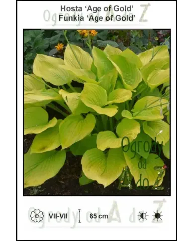 Hosta-Age-of-Gold.jpg