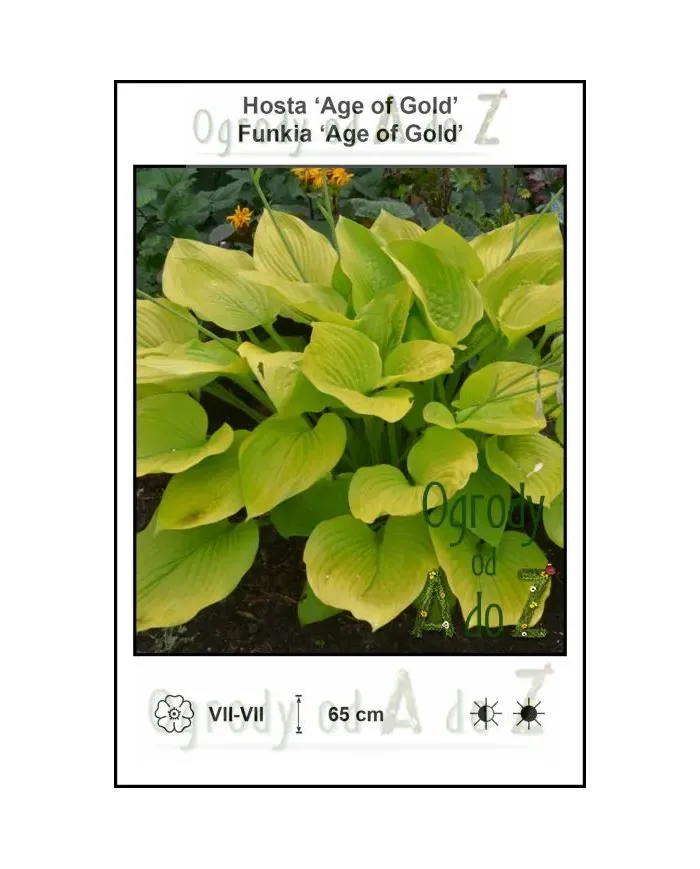 Hosta-Age-of-Gold.jpg
